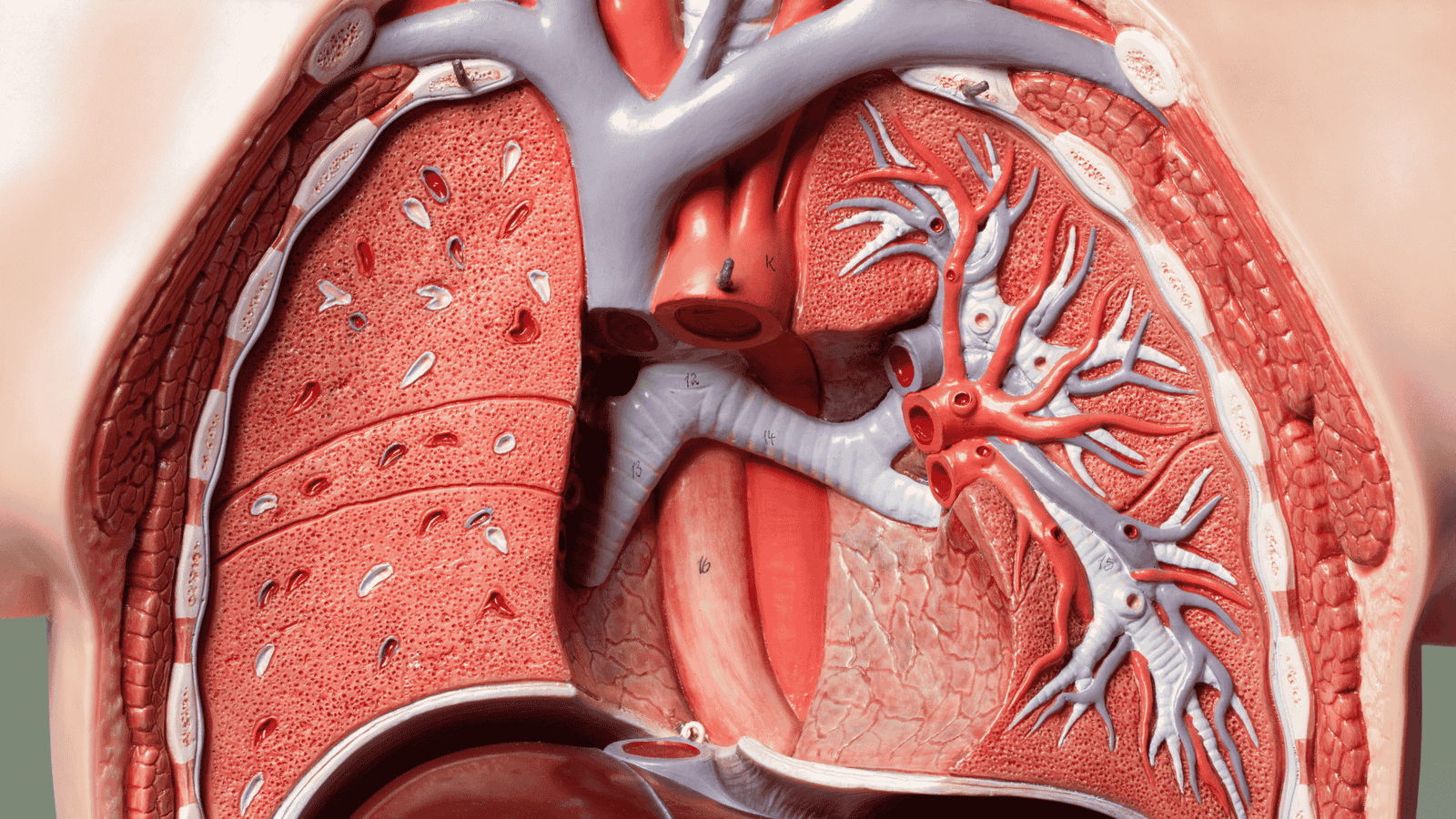 Arterite de Takayasu: Diagnóstico e Risco de Isquemia | Dr. Antonio Queiroz | Cirurgião Vascular