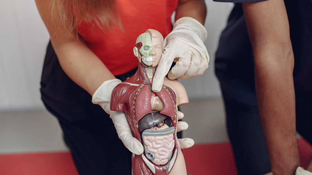 Síndrome de Nutcracker 6 Sintomas do Pinçamento da Veia Renal Esquerda | Dr. Antônio Queiroz